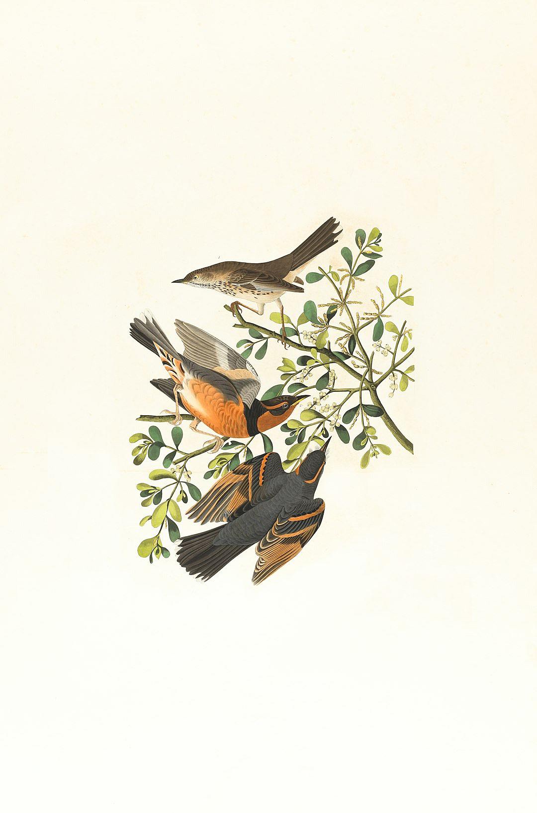 A vintage illustration of three birds on white background, [John James Audubon](https://goo.gl/search?artist%20John%20James%20Audubon) style, simple and minimalistic, white background, simple details, flat color, soft pastel colors, bird’s eye view, birds in flight, one blackbird is flying above the other two, small green leaves from which they protrude, one brownish orange chickadee sits at top left of branch, and another gray nightingale with long tail feathers perches atop tree branches to the right side of smaller nightINGE utilizing a detailed vector art,