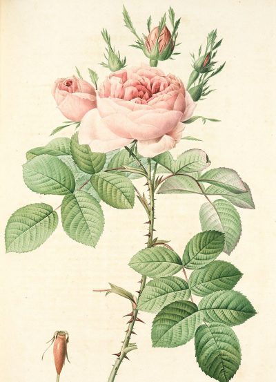 A botanical illustration of an entire rose with its leaves and stem, in the style of roger de la veyre, pink color.