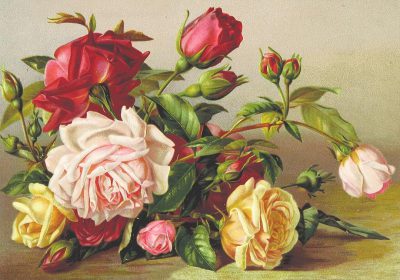 vintage illustration of red, pink and yellow roses still life, cottagecore aesthetic,