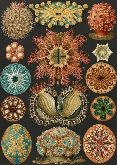 A vintage print of various coral patterns in the style of [Ernst Haeckel](https://goo.gl/search?artist%20Ernst%20Haeckel), symmetrical composition, black background, muted colors.