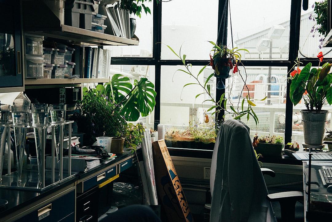 A photo of an office in Tokyo, filled with plants and scientific equipment, in the style of [Guy Bourdin](https://goo.gl/search?artist%20Guy%20Bourdin). The photograph is taken from the perspective looking through large windows at street level, with sunlight streaming into the room. There’s a desk covered in glass beakers and vials on one side, while another corner features potted monstera leaves and other tropical houseplants. In front there’s a chair facing away from the camera, and next to it sits an open box containing various small plant pots.