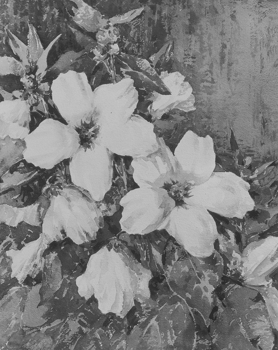 black and white oil painting of large dogwood flowers, painted by Manet, painted in the style of manett’s impressionistic garden scene, loose brush strokes, vintage look, old paper texture background, monochromatic