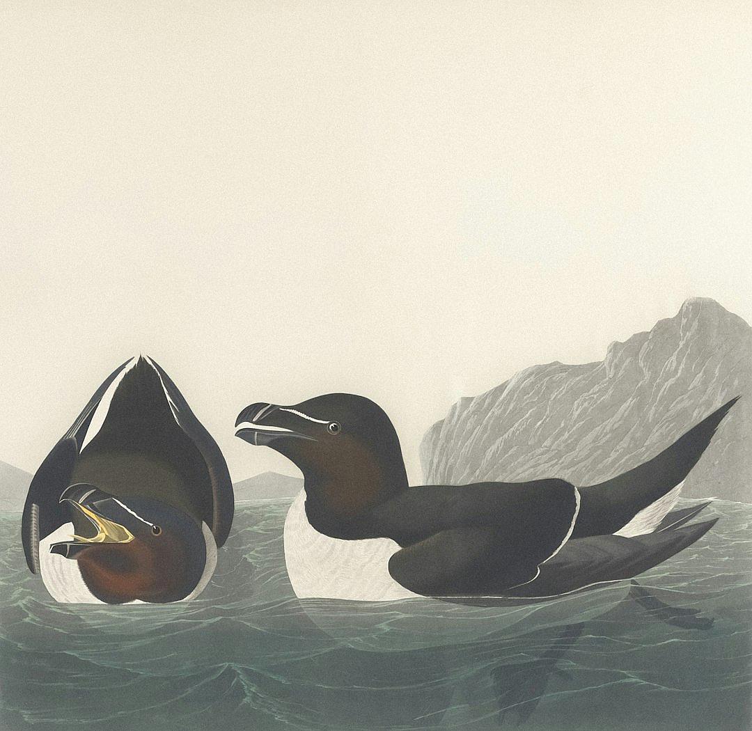 A pair of Details of Abysinnian birds, in the style of [John James Audubon](https://goo.gl/search?artist%20John%20James%20Audubon), swim in the water near shore, with a white background. The birds have dark brown heads and black bodies, each with distinctive features like an open beak and long necks. They appear to swim together on their backs against mountainous terrain. In a riverside scene, with soft lighting, a detailed illustration features a white background in the style of JFunCreate.