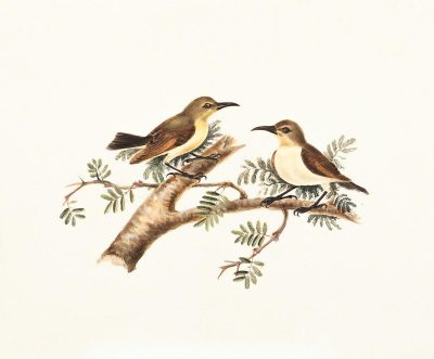 vintage illustration of two small birds perched on the branch, white background, one bird is graybrown with yellow chest and head, other brown with cream belly, simple watercolor in light beige and dark green tones,