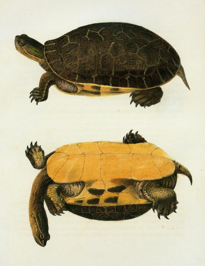 vintage illustration of the top and side view of an ancient turtle, vintage book style by [John James Audubon](https://goo.gl/search?artist%20John%20James%20Audubon), yellow brown color palette, isolated on white background