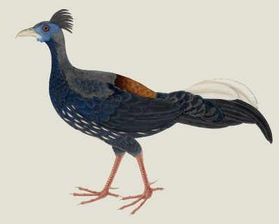 The Still.....achinse bird, dark blue body with white and brown tail feathers on the sides of its head, is depicted in profile on an isolated background in the style of [John James Audubon](https://goo.gl/search?artist%20John%20James%20Audubon). The creature has long legs, short wings, black eyes, red beak, navy plumage around neck and chest area, all visible from side view. It stands upright, showcasing its unique structure and coloration. This illustration highlights detailed textures of both feather patterns and skin texture.