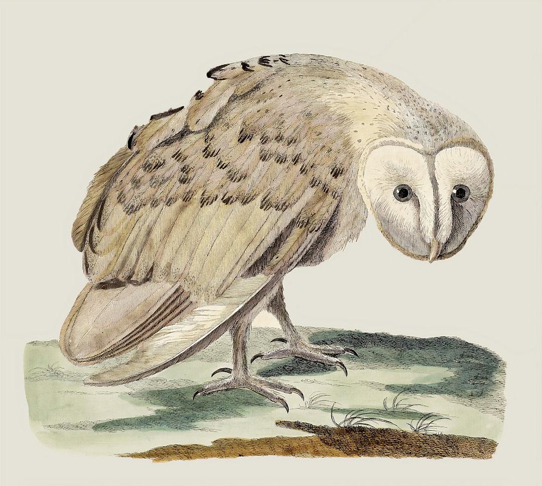 vintage illustration of an owl, full body, in the style of [John James Audubon](https://goo.gl/search?artist%20John%20James%20Audubon)