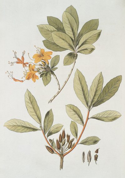 A botanical illustration of an orange and green rhododendron with leaves, flowers and buds on a white background, in the style of a Chinese artist.