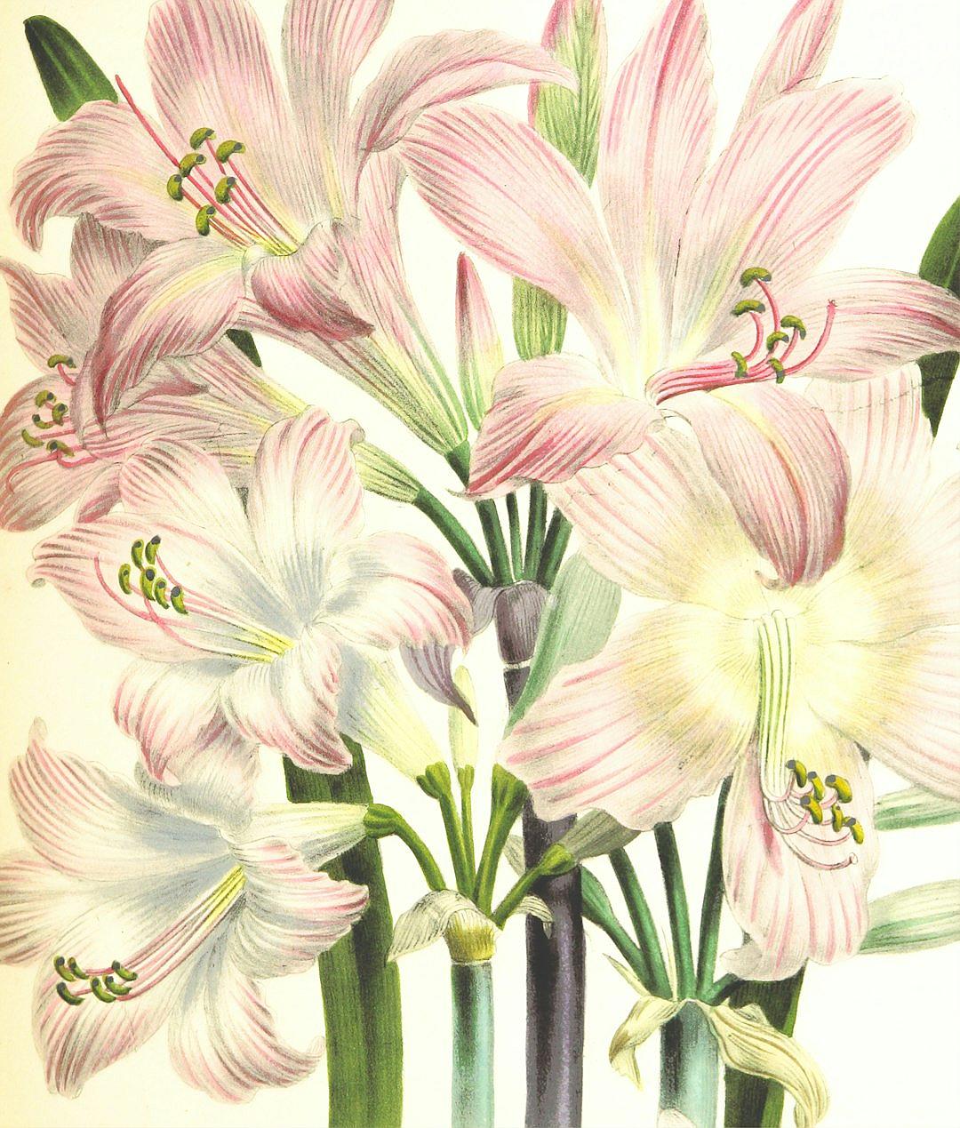 A detailed vintage illustration of an amaryllis bouquet, white and pink petals with green leaves, botanical drawing