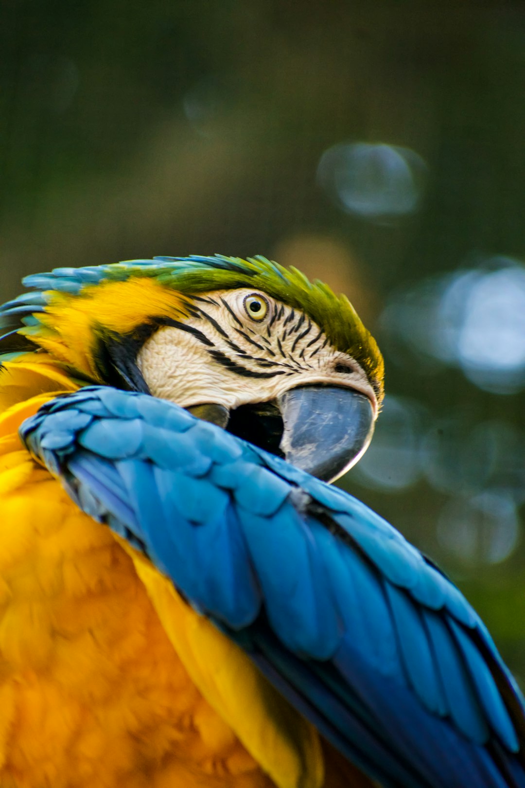 A closeup of the backside and head of an exotic parrot, blue yellow feathers, blue wings spread out, sleeping on its wing in the Amazon rainforest, National Geographic style photo –ar 85:128