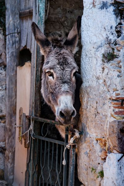 A donkey peeks out of a gate at an old stone house in portrait photography in the raw style. --ar 85:128