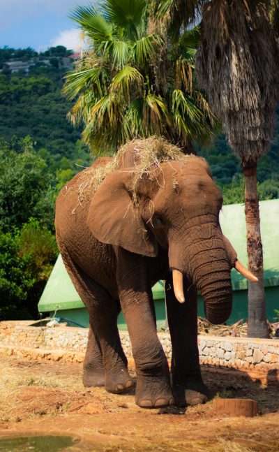 African elephant carrying a palm tree on its back eating grass near water and a green building in the style of African zoo photography. --ar 79:128