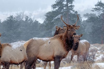 Photo of a bull elk and deer with their herds in the Rocky Mountains, snow falling, pine trees. The photo depicts a bull elk and deer with their herds in the Rocky Mountains during falling snow amongst pine trees, in the style of [Ansel Adams](https://goo.gl/search?artist%20Ansel%20Adams). --ar 128:85