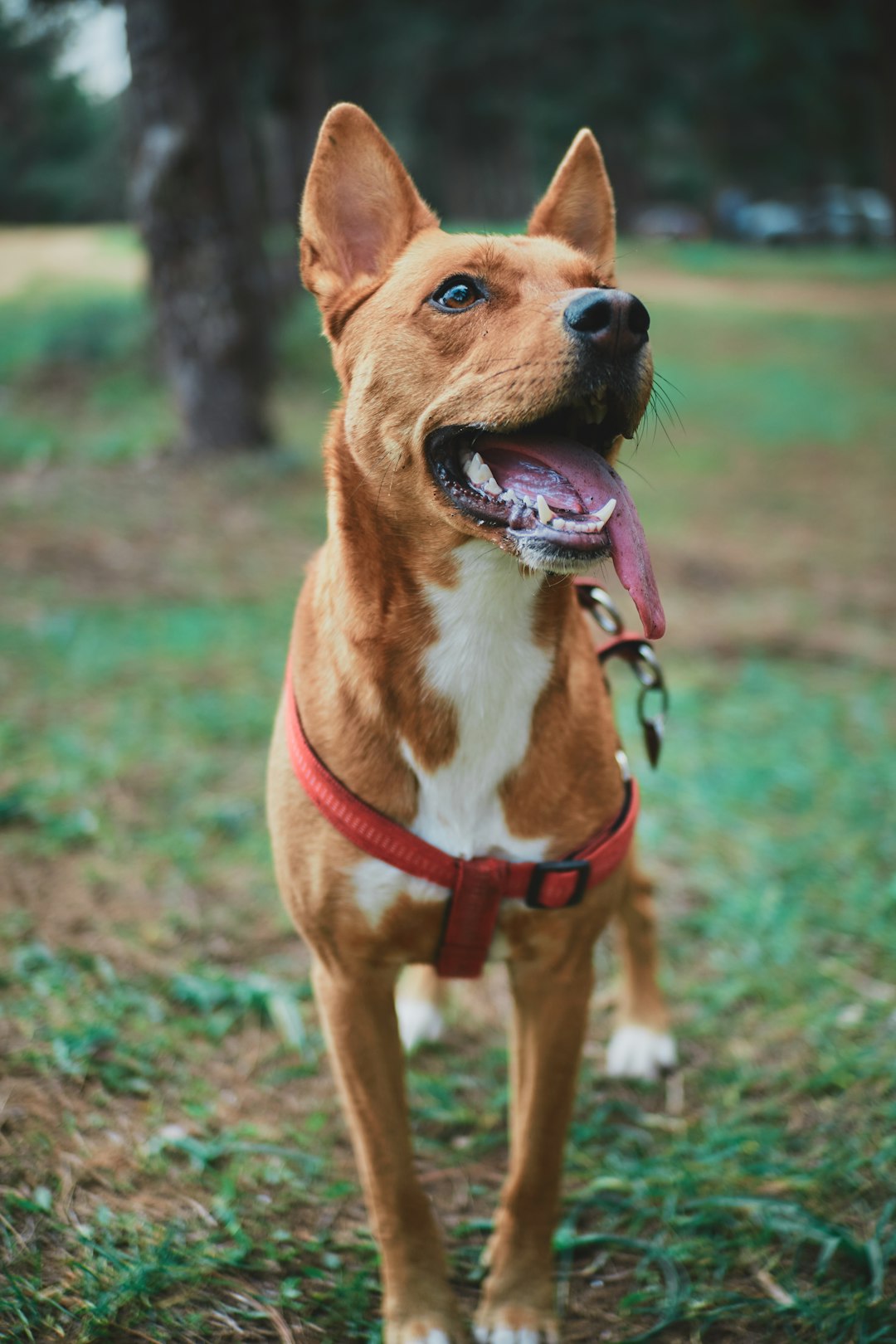 portrait photo of a happy dog, beautiful red and white short hair mixed breed medium size, wearing a collar with a leash standing in the grass at a forest park, professional photography, sharp focus on the entire figure including paws, daylight –ar 85:128