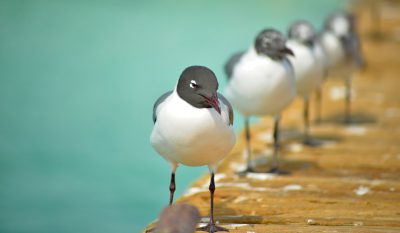 A group of laughing gulls stand on the pier, their black heads and white bodies contrasting against the pastel blue water of Bimini Island's Caribbean Sea. The wooden planks form an elegant background as they gaze directly at the camera with focused eyes. Shot in the style of wideangle photography using a Nikon D850 DSLR and 93mm f/2 lens. --ar 64:37