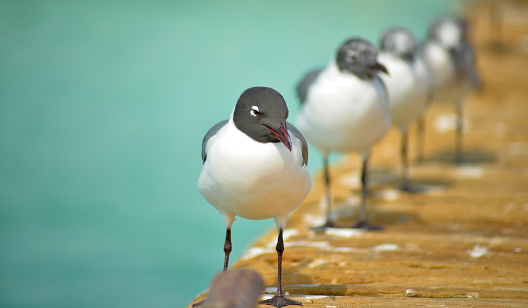 A group of laughing gulls stand on the pier, their black heads and white bodies contrasting against the pastel blue water of Bimini Island’s Caribbean Sea. The wooden planks form an elegant background as they gaze directly at the camera with focused eyes. Shot in the style of wideangle photography using a Nikon D850 DSLR and 93mm f/2 lens. –ar 64:37