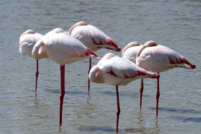 Pink flamingos in the water, one sleeping with its head down on its legs, others standing with their necks curled back and red beaks open to eat from the surface of an urban lagoon in camargue. The scene depicts flamingos in the style of Van Gogh. --ar 128:85