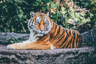 A majestic tiger lounging on the rocks in its zoo habitat, showcasing its regal beauty and strength. A wide shot photo taken with a Canon EOS R5, in the style of unsplash. --ar 128:85