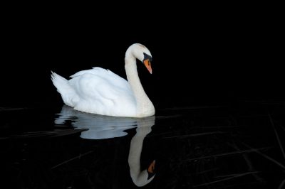 A white swan swimming on water, its reflection in the black background, a high resolution photograph, insanely detailed with fine details, isolated on a plain, the stock photo with color grading, cinematic lighting, taken with a canon camera.