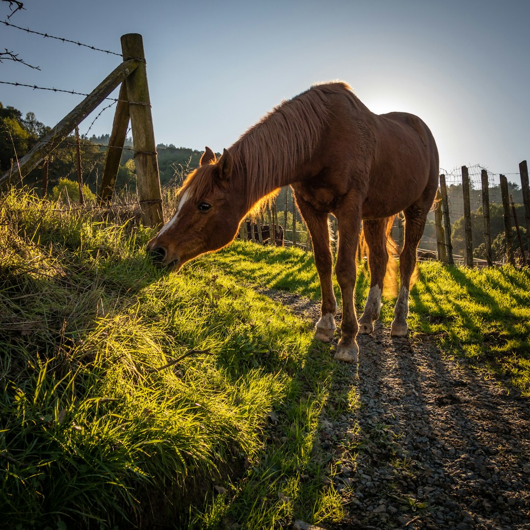 A brown horse standing on the grass near a fence in New Zealand, sunlight shining through, shot with a Sony Alpha A9 II and Mamiya RZ67 camera in the style of Monet.