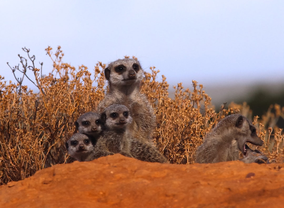 A group of meerkats in the red dunes with a baby, in Sossusvley National Park, during a Nhashive game drive. The photograph was taken in the style of Canon eos r5. –ar 128:93