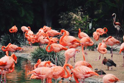 A group of flamingos in the zoo, photographing, Nikon D850 style --ar 128:85