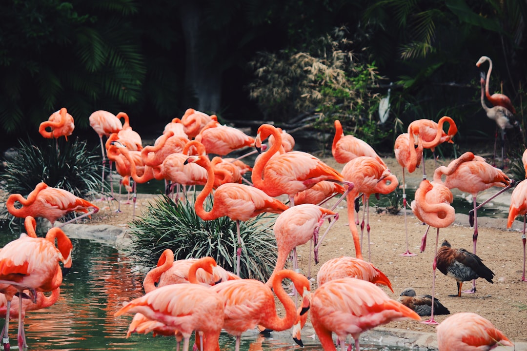 A group of flamingos in the zoo, photographing, Nikon D850 style –ar 128:85