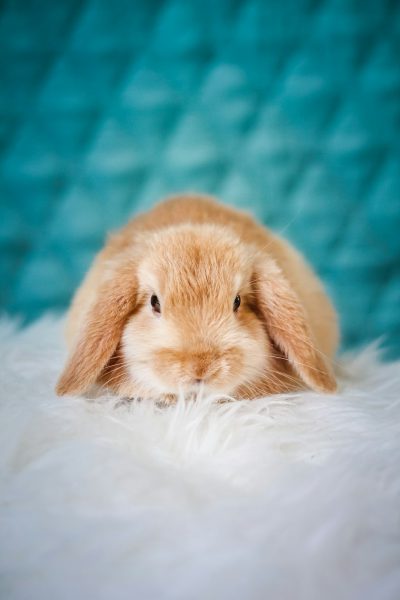 Cute light brown lopeared bunny lying on white fur, turquoise background, photo studio, soft lighting, pastel colors, cute style, high resolution photography, professional photograph, macro lens, natural light, shallow depth of field, Nikon D850 --ar 85:128