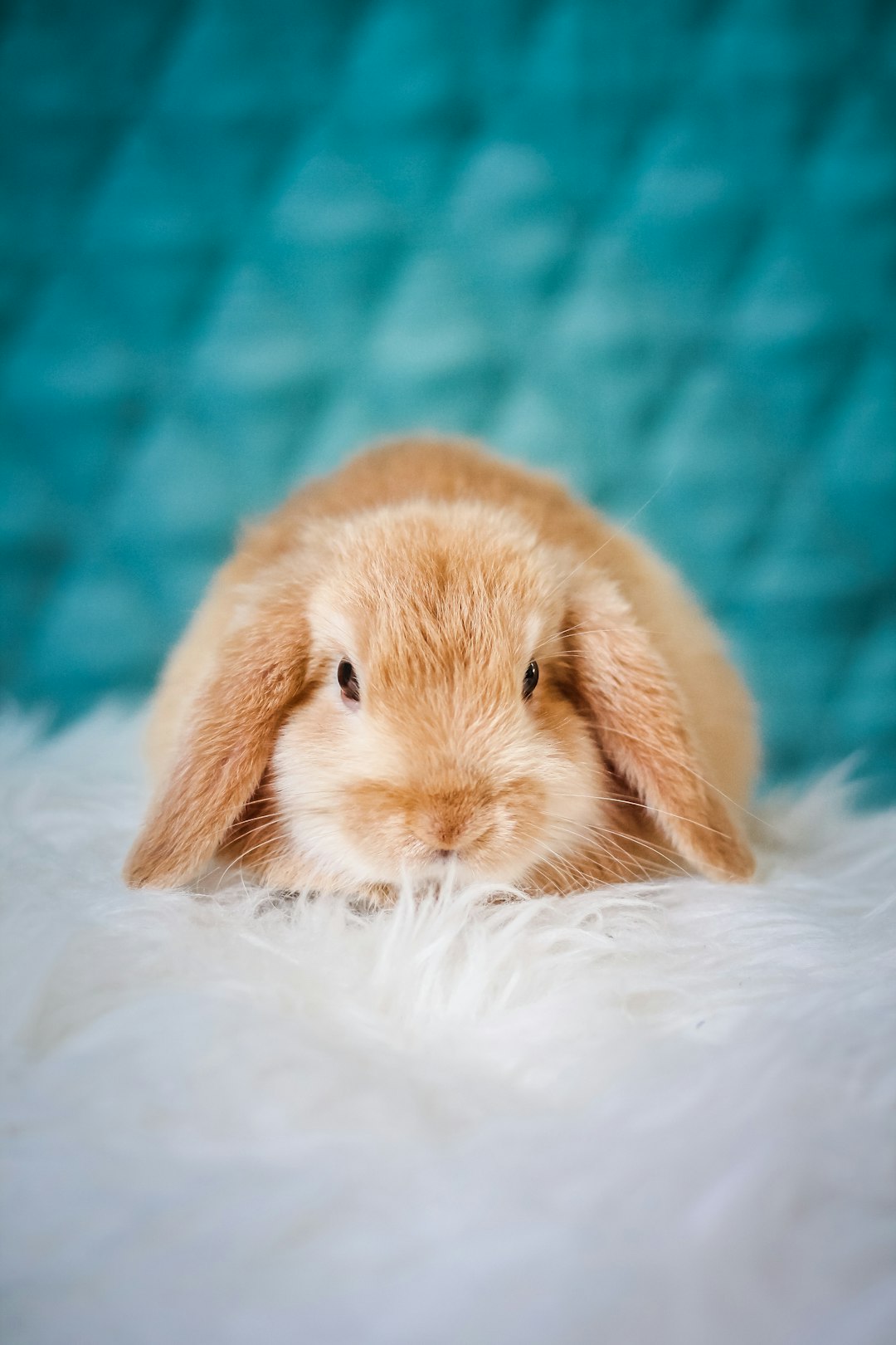 Cute light brown lopeared bunny lying on white fur, turquoise background, photo studio, soft lighting, pastel colors, cute style, high resolution photography, professional photograph, macro lens, natural light, shallow depth of field, Nikon D850 –ar 85:128