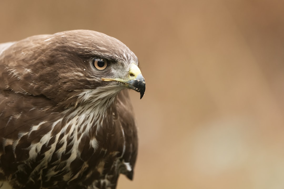 Buteo buteo close up photo, brown background, blurred nature in the background, wildlife photography, in the style of national geographic –ar 128:85