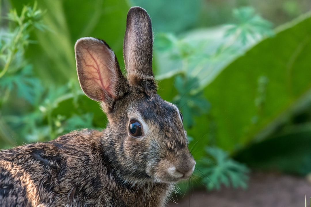 Closeup of an adorable rabbit in the garden, with detailed fur and large ears, against lush green foliage, capturing its curious gaze at something out of focus. Shot in the style of Nikon D850 camera using Nikkor 24-70mm lens, natural daylight lighting, high resolution. –ar 128:85