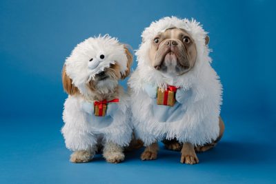 studio photo of two cute dogs, one is dressed as an aladin and the other dog wears fluffy white with red gifts on them, blue background, shot in the style of david newton --ar 128:85