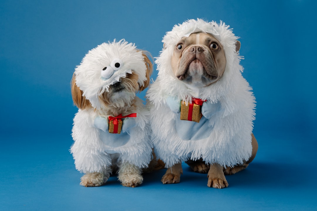 studio photo of two cute dogs, one is dressed as an aladin and the other dog wears fluffy white with red gifts on them, blue background, shot in the style of david newton –ar 128:85