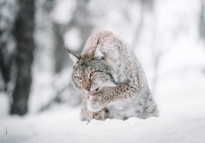 a lynx, eating meat from its paws in the snow, photograph taken by canon eos r5 --ar 128:89