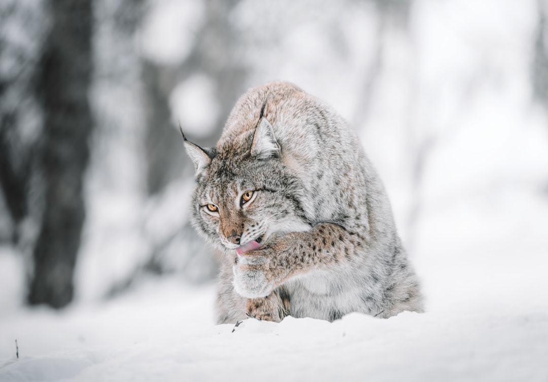 a lynx, eating meat from its paws in the snow, photograph taken by canon eos r5 –ar 128:89