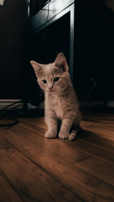 A small beige kitten sits on the wooden floor of an apartment, illuminated by warm light from above. The cat's fur is soft and fluffy with white patching in places. In front of it stands black TV cabinet, dark room. There were some wires lying around the furniture. This photo was taken using Canon EOS R5 camera with standard lens. --ar 9:16