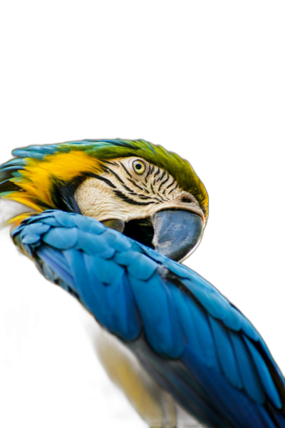 A closeup of the head and neck, focusing on its vibrant blue and yellow plumage with a black background, shot in high resolution using a Canon EOS1D X Mark III with natural light. The parrot is holding onto one wing to convey a sense of motion. The overall mood evokes an atmosphere of mystery or magic. This photo perfectly captures every detail of it, showcasing a magnificent scene.  Transparent Background