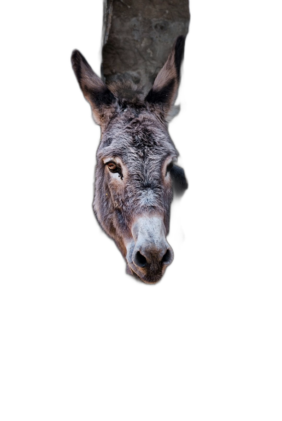 Donkey peeking out from behind a wall, with only its head and neck visible, against a black background, in a studio photography style, with high resolution photography, in a portrait style, in a hyper realistic style with detailed skin texture, in the style of national geographic photography.  Transparent Background