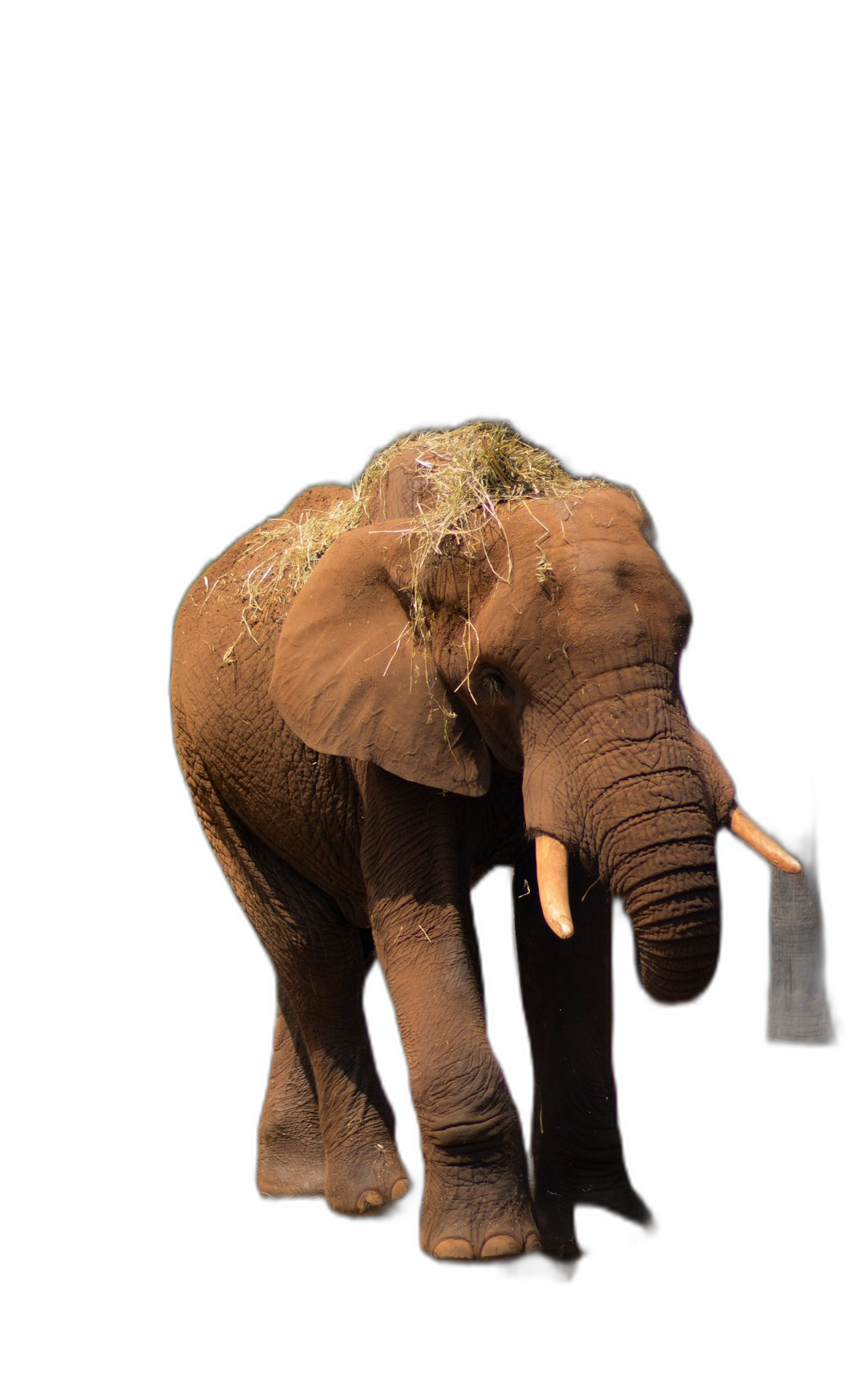 A full-bodied elephant with grass on its back, isolated against a black background, in the style of photography.  Transparent Background