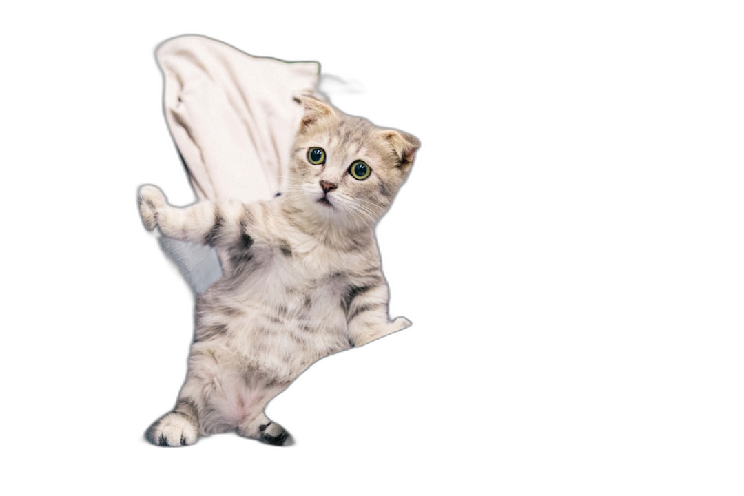 A Scottish Fold cat flying in the air, isolated on a black background, wearing white , in the style of Van Gogh.  Transparent Background