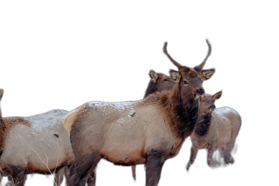 A group of elk standing together with snow on their bodies against a black background in the style of photography with a high definition style.  Transparent Background