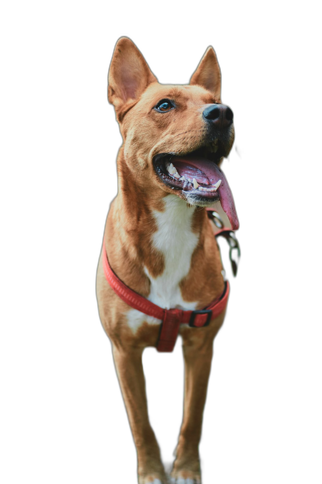 Realistic photo of a happy red dog standing on a black background, a full body portrait in the style of professional photography, with sharp focus and high resolution  Transparent Background