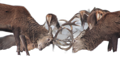 photorealistic photo of many deer in the shape of an arch, bowing their heads and head to tail fighting each other on black background  Transparent Background