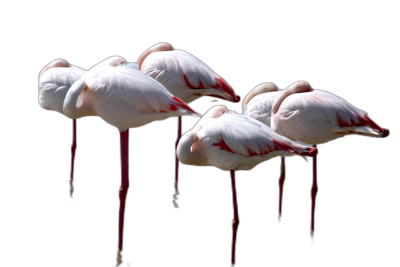 A group of pink flamingos are sleeping on a black background in a full body shot, with their heads down to the ground and their legs bent at an angle of about 45 degrees, eyes closed, in an elegant posture, with natural light photography providing high definition details in a super resolution style.  Transparent Background