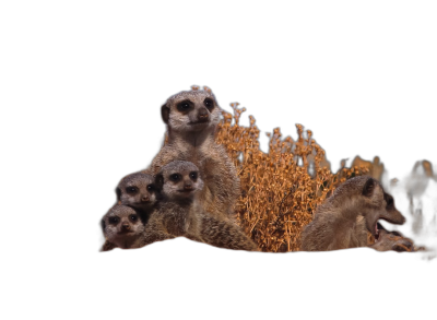 A group of meerkats at night in the dark with their heads up and eyes glowing isolated on a black background, in the style of a photo realistic rendering.  Transparent Background