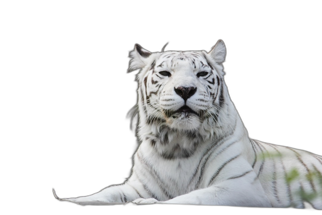 white tiger on black background, high resolution photo  Transparent Background