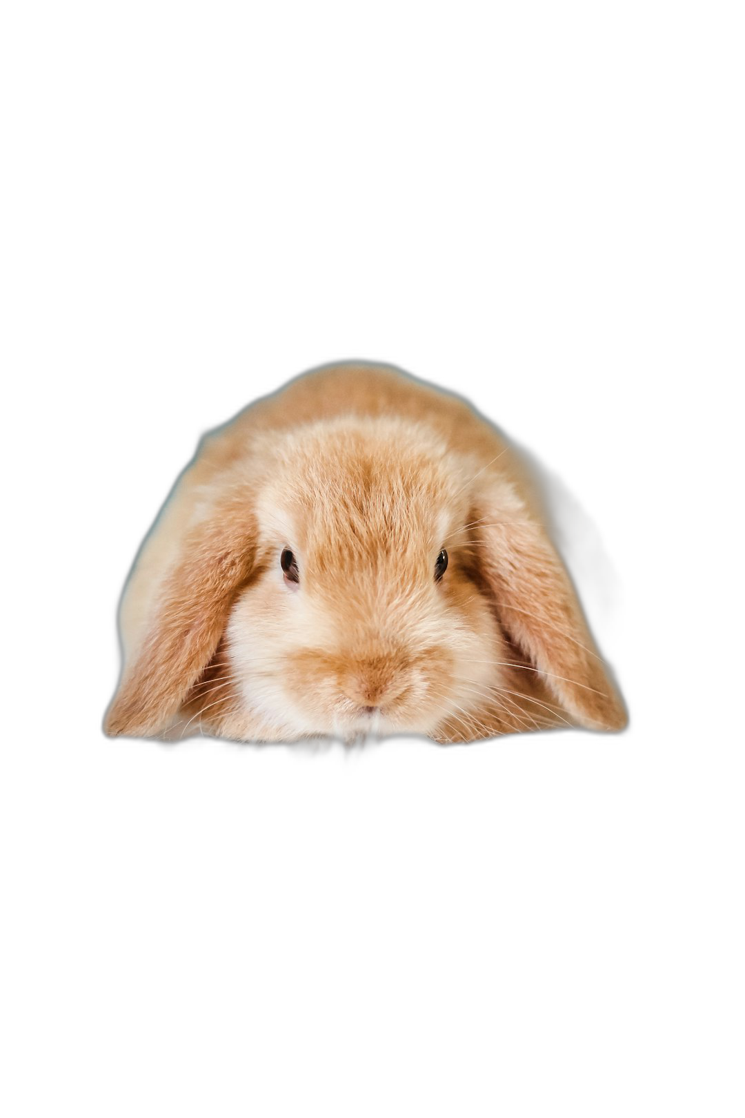 A cute beige lopeared rabbit peeking out from the bottom of an all-black background, its head and shoulders visible in a centered composition, with high definition photography creating an ultrarealistic style.  Transparent Background