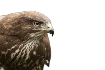 Buteo but.RIGHT side, looking at camera, black background, photo studio, close up,  Transparent Background