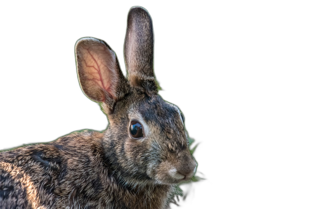 Rabbit portrait, closeup of head and shoulders, isolated on black background, hyper realistic photography in the style of copy space.  Transparent Background