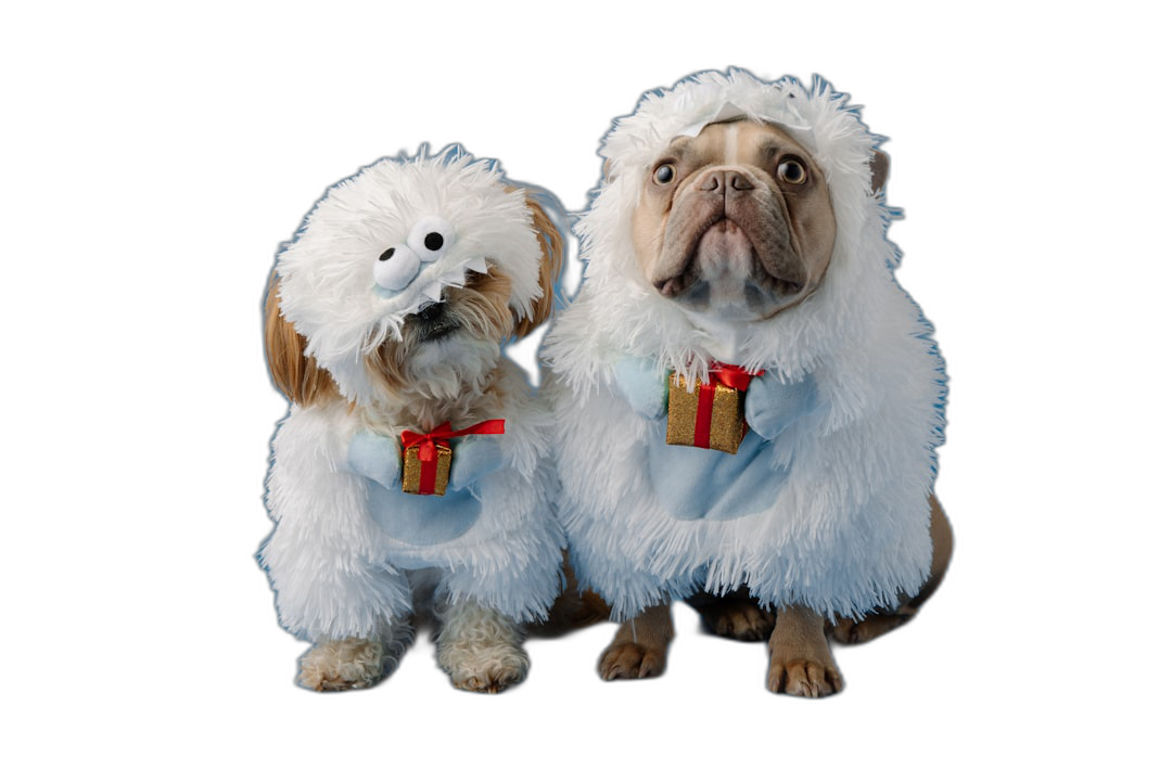 Two cute happy dogs dressed as yetis wearing white fur and blue with gifts around their necks, on an isolated black background, in the style of photorealistic, high resolution photography.  Transparent Background